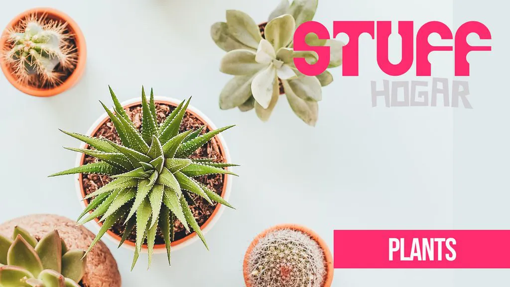 Stuff - Hogar - episodio 2 : Plants