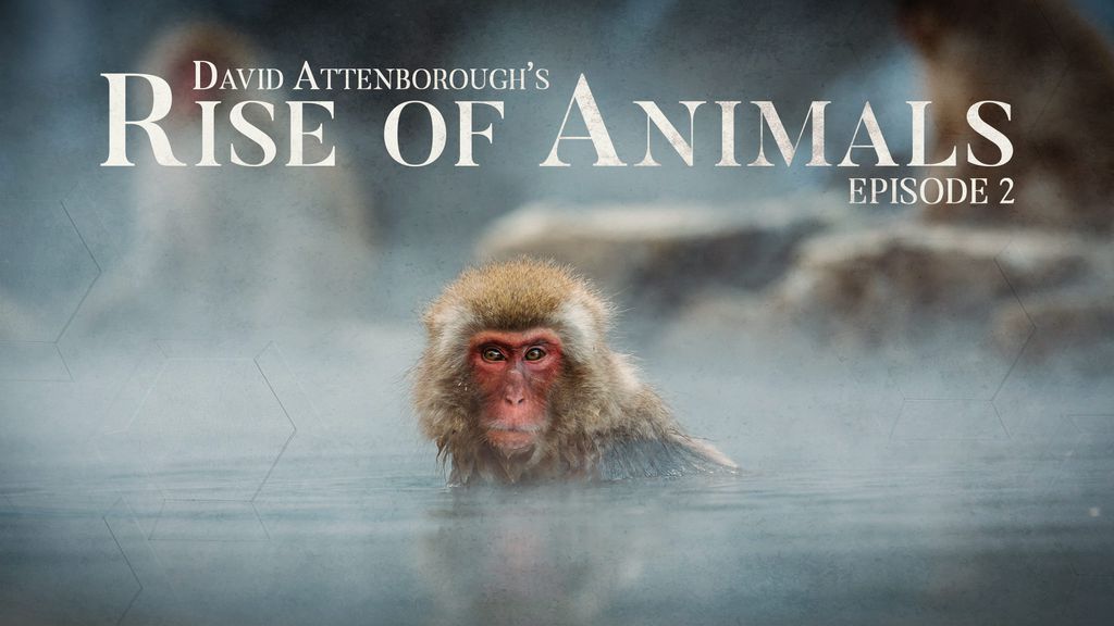 David Attenborough's Rise of Animals 2