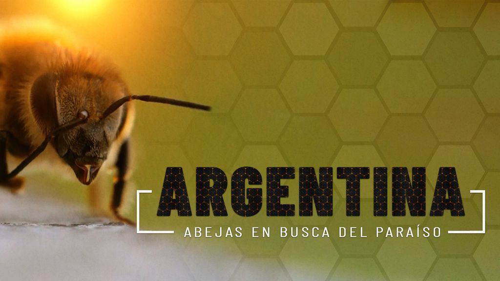Argentina: abejas en busca del paraíso