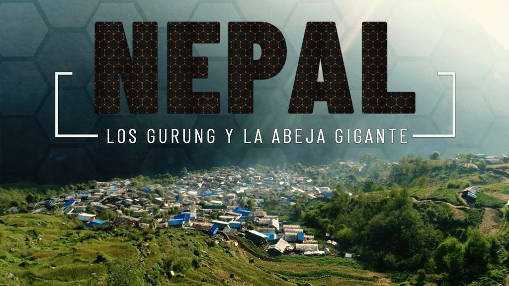 Nepal: los gurung y la abeja gigante