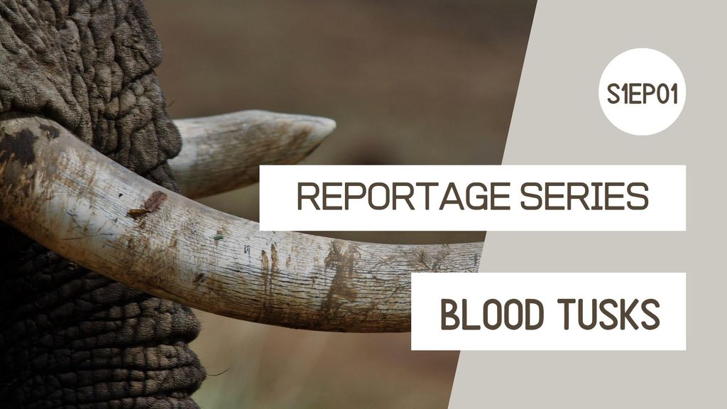 Reportage series - Blood Tusks